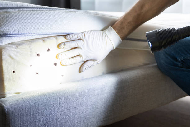 Best Local Pest Control Services  in Buda, TX