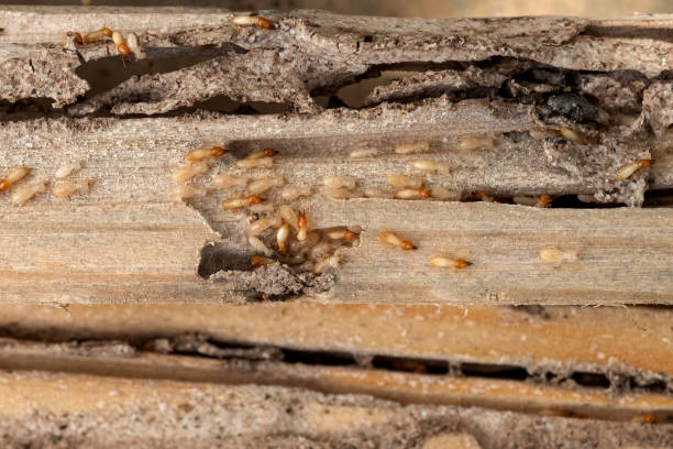 Best Wasp Removal Services  in Buda, TX