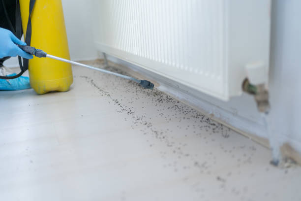 Best Pest Prevention Services  in Buda, TX